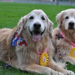 Golden Retrievers from GlenView Golden Retrievers