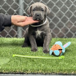 Green - Gray brindle female Cane Corso puppy in Pollock Pines, California from Capitol City Cane Corso