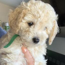 Poodles from Murphy’s Minis