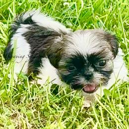Brindle and White Male - Blue Collar - Brindle and white male Shih Tzu puppy in Waynetown, Indiana from Swaying Sycamore Farm