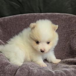 Wicket - Cream parti male Pomeranian puppy in Newport News, Virginia from Itty Bitty Poms
