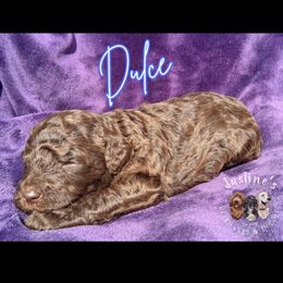 Dulce - Chocolate male Goldendoodle puppy in Sterling, Connecticut from Justine’s Retrievers and Doodles