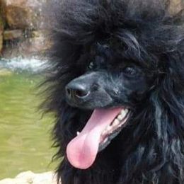 Cavalier King Charles Spaniels, Cavapoos, Havanese, Poodles, Yorkipoos, and Yorkshire Terriers from Ashley Nicole Ranch