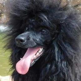 Cavalier King Charles Spaniels, Cavapoos, Havanese, Poodles, Yorkipoos, and Yorkshire Terriers from Ashley Nicole Ranch