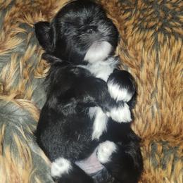 Smokey - Black and white male Shichon puppy in St. Johns, Florida from Log Cabin Teddy Bears