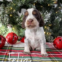 Feliz - Liver white and tan male English Springer Spaniel puppy in Barnstead, New Hampshire from C & S Farms