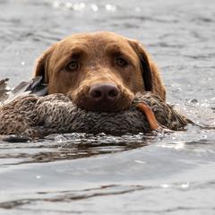 Greer - Chesapeake Bay Retriever