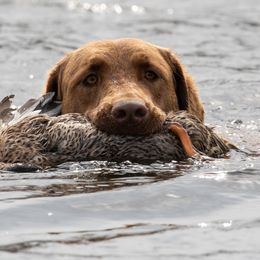 Greer - Chesapeake Bay Retriever