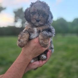 Aussiedoodle Puppies from Oakley Nash Pups