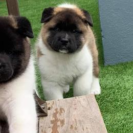 Akita from Presidio Akitas