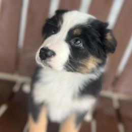 Pam - Black tri female Miniature Australian Shepherd puppy in Bethany, Illinois from Rachel at Marrowbone Creek Aussies