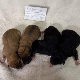 Shiba Inu puppies from West Coast Shibas