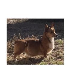 Minnie - Red female Pembroke Welsh Corgi puppy in Shelley, Idaho from Whistling Wind Corgi’s
