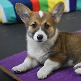 Janet (Three's Company) - Sable and white female American Corgi puppy in Lithia, Florida from Diamondcres Inc