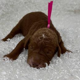 Rose - Red  female Goldendoodle puppy in Casselberry, Florida from My Little Doodle