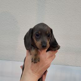 Blue and tan girl 2 smaller - Blue and tan female Dachshund puppy in West Plains, Missouri from Spring Creek Dachshunds