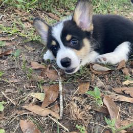 American Corgi and Pembroke Welsh Corgi Puppies from Swell Corgis