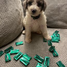 Aussiedoodle and Australian Shepherd Puppies from Rainbow Ranch