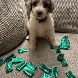Aussiedoodle and Australian Shepherd Puppies from Rainbow Ranch