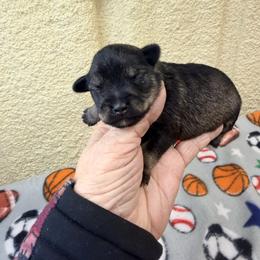 Prince - Salt and pepper male Miniature Schnauzer puppy in Comanche, Texas from Circle R Sidney