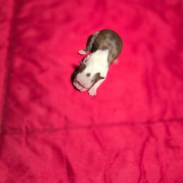 Girl 5 - Red female Boston Terrier puppy in Millers Creek, North Carolina from Tumbling Shoals Hilltop Bostons