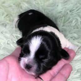 Boy 1 - Black and white male Shih Tzu puppy in Bishop, California from Shih Tzu G-ma