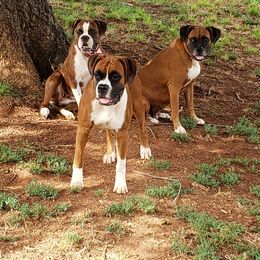 Boxer All Grown Up from Olde Mill Town Boxers