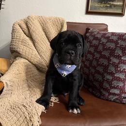Bane - Black male Cane Corso puppy in Utah from 3Lake Kennelz