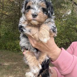Fiddle-seeking local Guardian home - Blue merle female Bernedoodle puppy in Pittsburg, Illinois from Doodles on Rock Creek