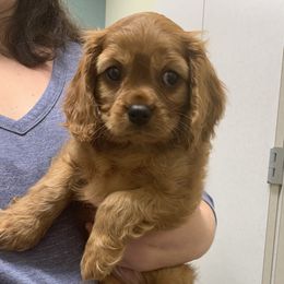 Cavalier King Charles Spaniel Puppies from Brentmoor Cavaliers