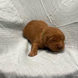 Twix - green - Dark golden male Golden Retriever puppy in Pelham, Georgia from Sellers Kennels
