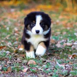 Grace - Black tri-color female Australian Shepherd puppy in Belton, Texas from Brilliant Beautiful Australian Shepherds