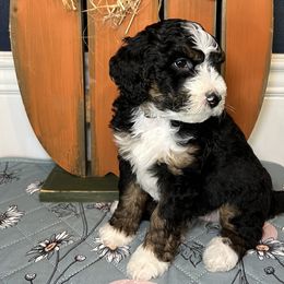 Berkley(Mia Hamm) - Black and white Bernedoodle puppy in Knoxville, Tennessee from Bright Side Doodles
