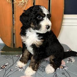 Berkley(Mia Hamm) - Black and white Bernedoodle puppy in Knoxville, Tennessee from Bright Side Doodles