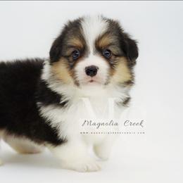 Chord - Black and tan male Pembroke Welsh Corgi puppy in Straughn, Alabama from Magnolia Creek Corgis