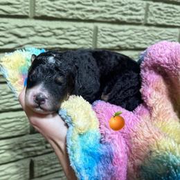 Orange - Tri-color male Bernedoodle puppy in Carmichaels, Pennsylvania from JensenBelle Doodles