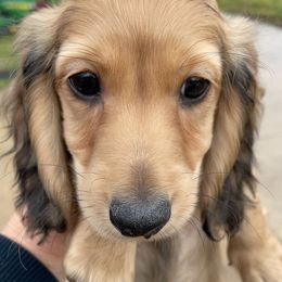 Dachshund Puppies from STORIED DOXIES