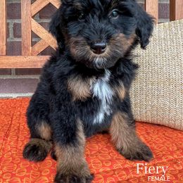 Fiery - Phantom female Bernedoodle puppy in Sunman, Indiana from Brunsman Country Doodles LLC