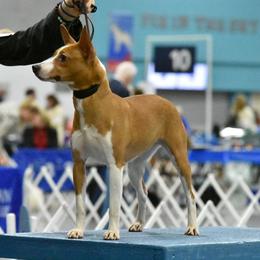 Celeste - Rat Terrier