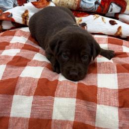 Yellow - Chocolate female Labrador Retriever puppy in Heath Springs, South Carolina from Rich Hill Retrievers