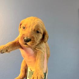Mable-Brown - Apricot female Goldendoodle puppy in Casper, Wyoming from 307 Doodles