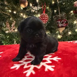 Haiti - Black female Shih Tzu puppy in Success, Missouri from Sweet Success