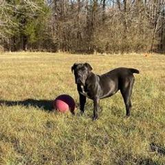 Boerboels from Boerboels Exact of the dmv