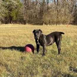 Boerboels from Boerboels Exact of the dmv
