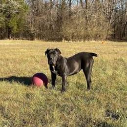 Boerboels from Boerboels Exact of the dmv