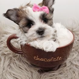 Companion Cross, Mal-Shi, Maltese, Maltipoo, Morkie, and Shih Tzu Puppies from Seeking Shalom Acres Maltese, Maltipoos & Havamalts