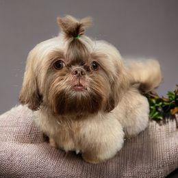 Chamoy - Shih Tzu