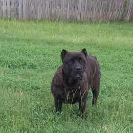 Medusa - Cane Corso