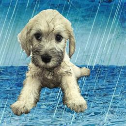 Pepe - White male Schnoodle puppy in Tucson, Arizona from Smart Schnauzers & Schnoodles