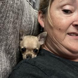 Chihuahua Puppies from Home Grown Chihuahuas From Iowa